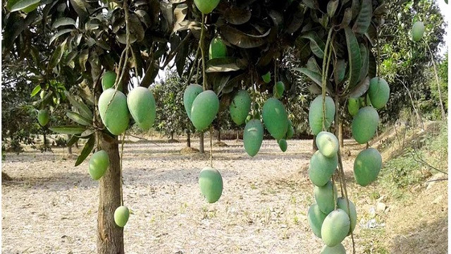 জিআই পণ্যের মর্যাদা পেল বগুড়ার দই, চাঁপাইনবাবগঞ্জের ল্যাংড়া-আশ্বিনা